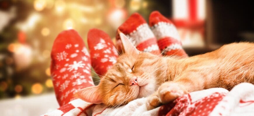 Ginger,Cat,And,Human,Legs,On,The,Bed,christmas,Cozy,Evening